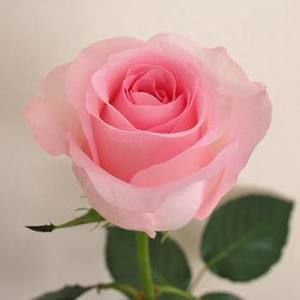 Meet your Posher, Jarllem